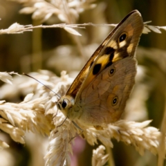 Heteronympha penelope at Namadgi National Park - 25 Feb 2024