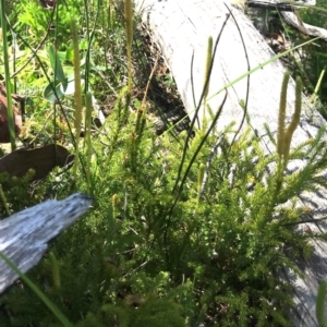 Austrolycopodium fastigiatum at Namadgi National Park - 25 Feb 2024