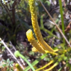 Austrolycopodium fastigiatum at Namadgi National Park - 25 Feb 2024 02:03 PM