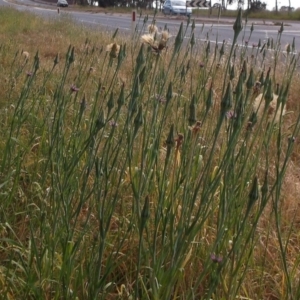 Tragopogon sp. at Mount Duneed, VIC - 12 Nov 2023 08:55 AM