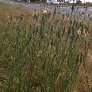 Tragopogon sp. at Mount Duneed, VIC - 12 Nov 2023