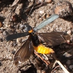 Chauliognathus lugubris (Plague Soldier Beetle) at Freshwater Creek, VIC - 11 Nov 2023 by WendyEM