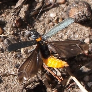 Chauliognathus lugubris at WendyM's farm at Freshwater Ck. - 12 Nov 2023