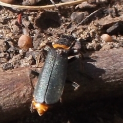 Chauliognathus lugubris at WendyM's farm at Freshwater Ck. - 12 Nov 2023 09:19 AM