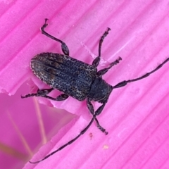 Unidentified Longhorn beetle (Cerambycidae) at suppressed - 29 Apr 2024 by SteveBorkowskis