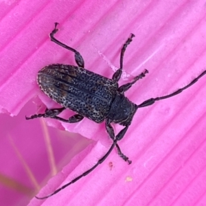 Unidentified Longhorn beetle (Cerambycidae) at Whitlam, ACT by SteveBorkowskis