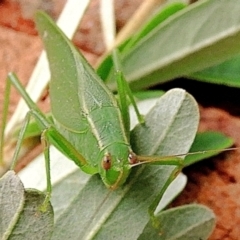 Caedicia simplex at Goulburn, NSW - 29 Apr 2024