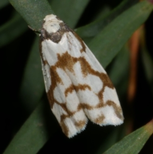 Chiriphe dichotoma at WendyM's farm at Freshwater Ck. - 6 Oct 2023 11:27 PM