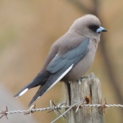 Artamus cyanopterus cyanopterus (Dusky Woodswallow) at Freshwater Creek, VIC - 8 Oct 2023 by WendyEM