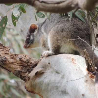 Pseudocheirus peregrinus (Common Ringtail Possum) at WendyM's farm at Freshwater Ck. - 7 Oct 2023 by WendyEM