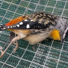 Pardalotus punctatus (Spotted Pardalote) at Freshwater Creek, VIC - 8 Oct 2023 by WendyEM