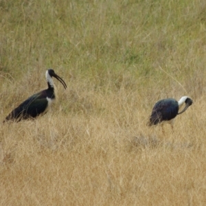 Threskiornis spinicollis at WendyM's farm at Freshwater Ck. - 8 Oct 2023 01:25 PM