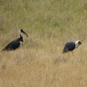 Threskiornis spinicollis at WendyM's farm at Freshwater Ck. - 8 Oct 2023