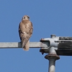 Falco berigora (Brown Falcon) at Freshwater Creek, VIC - 19 Oct 2023 by WendyEM