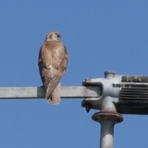 Falco berigora at WendyM's farm at Freshwater Ck. - 19 Oct 2023 01:20 PM