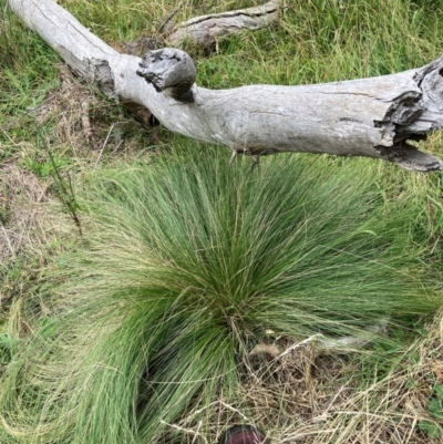 Nassella trichotoma (Serrated Tussock) at Mount Majura - 29 Apr 2024 by waltraud