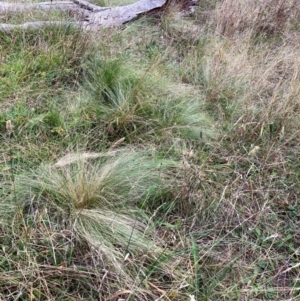 Nassella trichotoma at Mount Majura - 29 Apr 2024