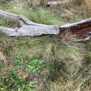 Nassella trichotoma at Mount Majura - 29 Apr 2024