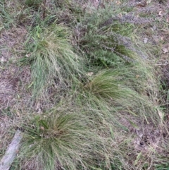 Nassella trichotoma (Serrated Tussock) at Mount Majura - 29 Apr 2024 by waltraud