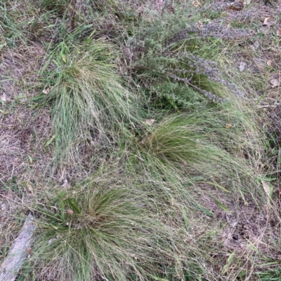 Nassella trichotoma (Serrated Tussock) at Watson, ACT - 29 Apr 2024 by waltraud