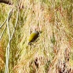 Zosterops lateralis (Silvereye) at Aranda, ACT - 28 Apr 2024 by KMcCue