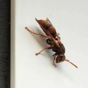 Polistes (Polistella) humilis at Bruce, ACT - 29 Apr 2024