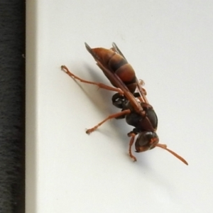 Polistes (Polistella) humilis (Common Paper Wasp) at Bruce, ACT by KMcCue