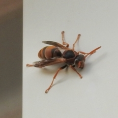 Polistes (Polistella) humilis at Bruce, ACT - 29 Apr 2024