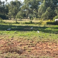 Cacatua galerita (Sulphur-crested Cockatoo) at Charleville, QLD - 28 Apr 2024 by jameswilson