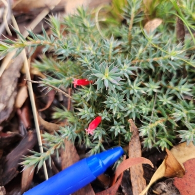 Astroloma humifusum (Cranberry Heath) at Googong, NSW - 30 Apr 2024 by BrianSummers