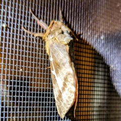 Oxycanus dirempta (Variable Oxycanus) at Lions Youth Haven - Westwood Farm A.C.T. - 29 Apr 2024 by HelenCross