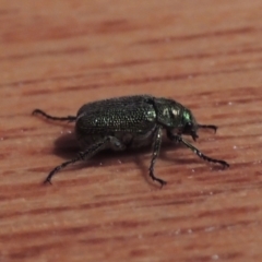 Diphucephala sp. (genus) (Green Scarab Beetle) at Pollinator-friendly garden Conder - 11 Dec 2023 by michaelb