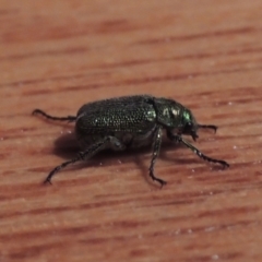 Diphucephala sp. (genus) (Green Scarab Beetle) at Conder, ACT - 11 Dec 2023 by michaelb