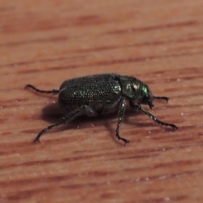 Diphucephala sp. (genus) (Green Scarab Beetle) at Conder, ACT - 11 Dec 2023 by michaelb