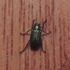 Diphucephala sp. (genus) at Pollinator-friendly garden Conder - 11 Dec 2023 08:11 PM