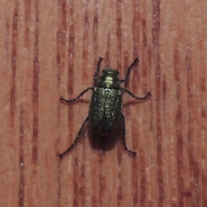 Diphucephala sp. (genus) at Pollinator-friendly garden Conder - 11 Dec 2023 08:11 PM