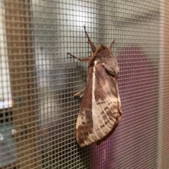 Oxycanus dirempta (Variable Oxycanus) at O'Connor, ACT - 30 Apr 2024 by ibaird