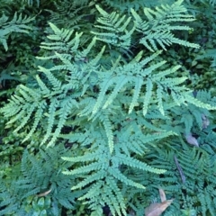 Adiantum formosum (Black Stem, Black-stem Maidenhair) at Kiora, NSW - 22 Apr 2024 by plants