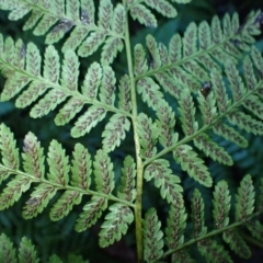 Diplazium australe (Austral Lady Fern) at Kiora, NSW - 23 Apr 2024 by plants