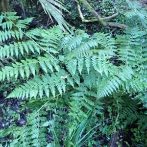 Diplazium australe at Kiora, NSW - suppressed