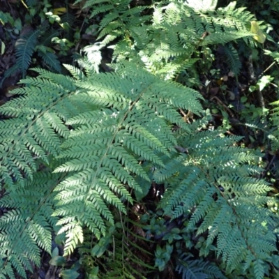 Polystichum proliferum (Mother Shield Fern) at Deua River Valley, NSW - 23 Apr 2024 by plants