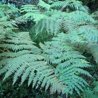 Hypolepis glandulifera (Downy Ground Fern) at Deua River Valley, NSW - 23 Apr 2024 by plants