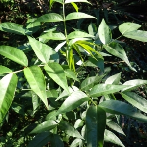 Senna septemtrionalis (Winter Senna, Arsenuc Bush) at Kiora, NSW by plants
