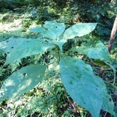 Solanum mauritianum (Wild Tobacco Tree) at Kiora, NSW - 22 Apr 2024 by plants