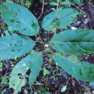 Ehretia acuminata var. acuminata at Kiora, NSW - 23 Apr 2024