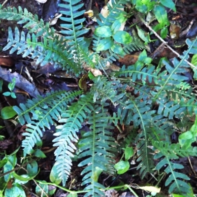 Blechnum neohollandicum (Prickly Rasp Fern) at Kiora, NSW - 23 Apr 2024 by plants
