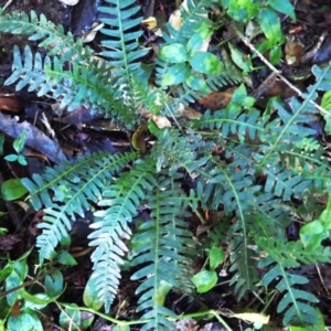 Blechnum neohollandicum (Prickly Rasp Fern) at Kiora, NSW by plants