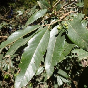 Alphitonia excelsa at suppressed by plants