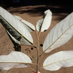 Alphitonia excelsa at Kiora, NSW - 23 Apr 2024