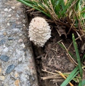 Coprinus comatus at Australian National University - 30 Apr 2024 12:46 PM